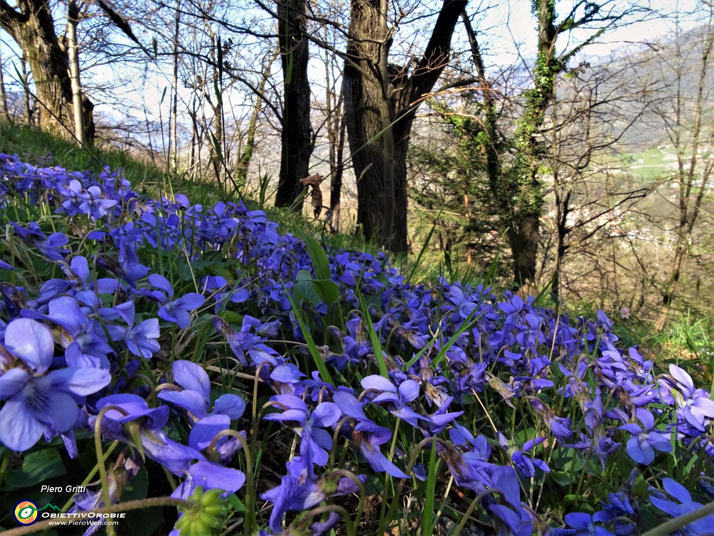 88 Distese di  violette primaverili .JPG